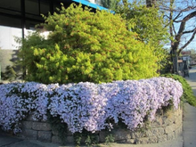 Load image into Gallery viewer, Buy Online High Quality Ground Cover, White Candytuft Flower Seeds | Buy Rare, And Extraordinary Heirloom Seeds - Seeds to Cherish
