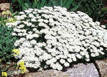 Load image into Gallery viewer, Buy Online High Quality Ground Cover, White Candytuft Flower Seeds | Buy Rare, And Extraordinary Heirloom Seeds - Seeds to Cherish
