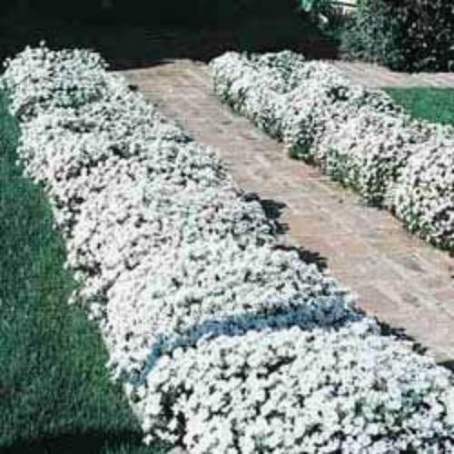 Buy Online High Quality Ground Cover, White Candytuft Flower Seeds | Buy Rare, And Extraordinary Heirloom Seeds - Seeds to Cherish