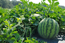 Load image into Gallery viewer, Petite Yellow Watermelon Seeds
