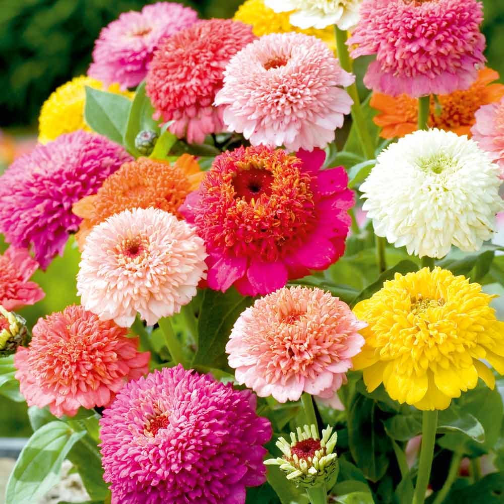 Zinnia Flower Seeds - Scabiosa Flower Mix